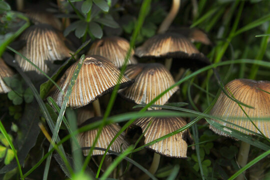 Cluster of small brown mushrooms with ribbed caps growing in green grass, featuring earthy tones and a natural macro perspective