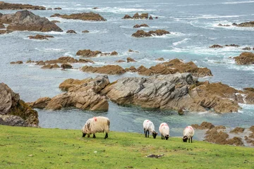 Sheep grazing on the coast of Achill island, scenic coastal landscape, County, Mayo, Ireland © Delphotostock