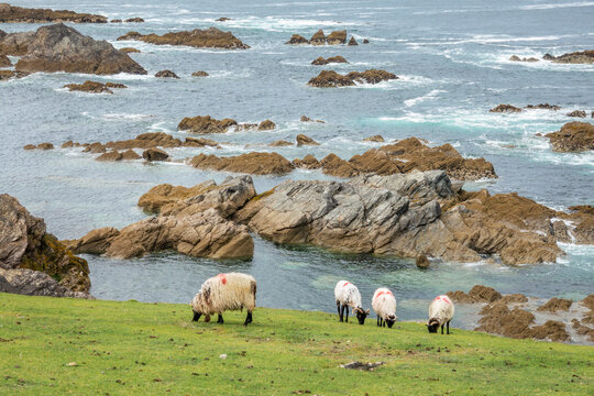 Sheep grazing on the coast of Achill island, scenic coastal landscape, County, Mayo, Ireland