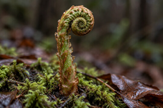 Involute fern fiddlehead in forest moss, growth and nature renewal concept