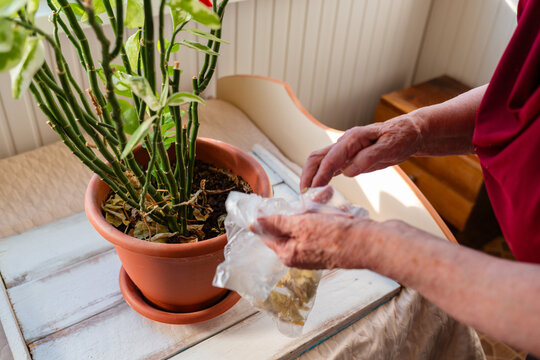 Elderly woman moving flower pots for better sunlight. Thoughtful care and routine. Concept of senior lifestyle and nature.