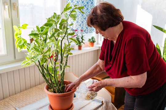 Older woman repotting a houseplant with fresh soil indoors. Practical hobby and concentration. Concept of gardening lifestyle. Mid shot
