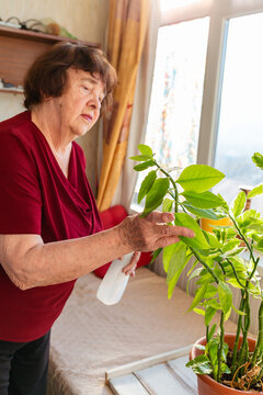 Older woman checking plant growth in home pots. Quiet concentration and daily joy. Concept of senior gardening. Vertical