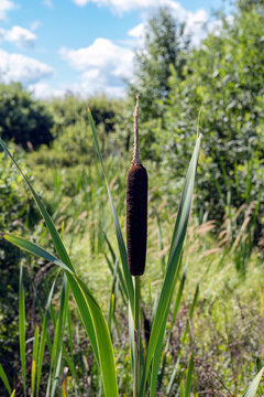 reeds in the wind
