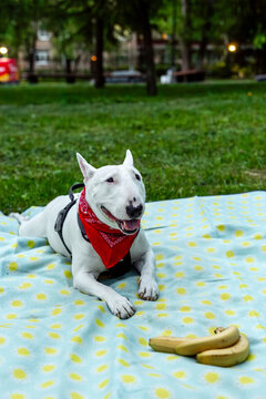 Cute bull terrier dog portrait in green park - loyal companion and urban pet lifestyle concept