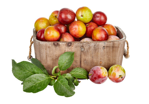 Fresh plum fruits in rustic wooden basket with green leaves. Autumn harvest crops. Isolated on white background.