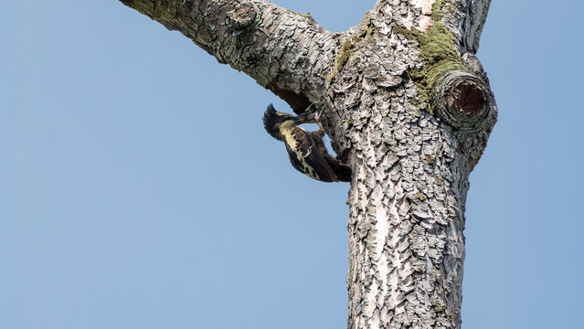adult Heart-spotted Woodpecker perches on tree trunk, tenderly feeding its tiny chick that peaks its head out from small cavity against vibrant, clear blue sky background, black crested head bird