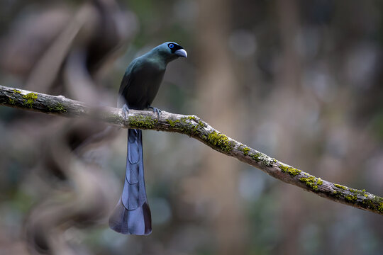 glossy, dark green Racket-tailed Treepie with striking blue eyes perches elegantly on a mossy branch, showcasing its unique and long racket-shaped tail against a soft, blurred forest background