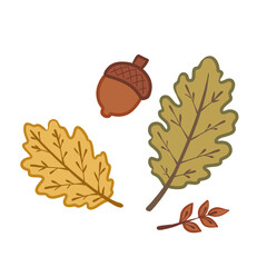 oak leaves and acorns © Pramudia