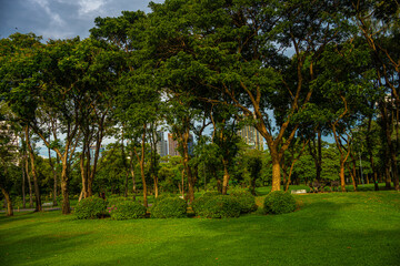 Fototapeta premium Green meadow grass tropical forest city public park blue sky with cloud