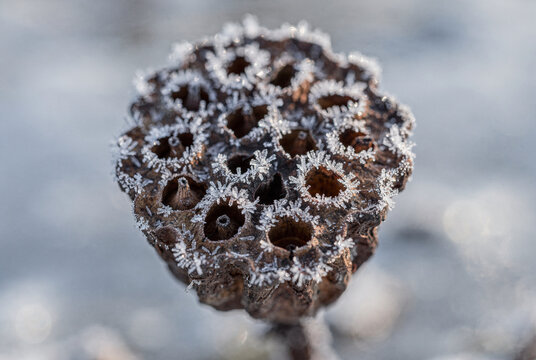 Detailed Close-Up of a Frost-Covered Lotus Seed Pod in Winter