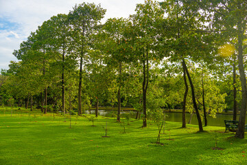Obraz premium Green meadow grass tropical forest city public park blue sky with cloud
