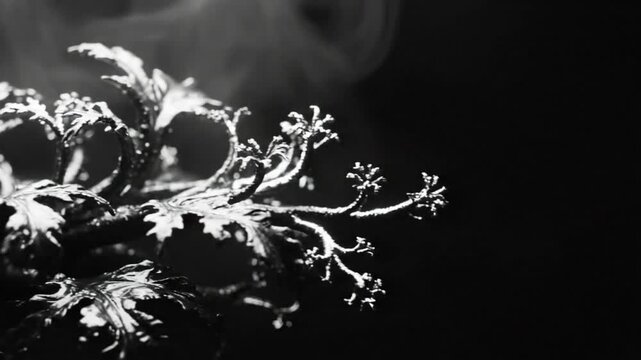Black and white close up of ornamental plant with light and smoke on a dark background