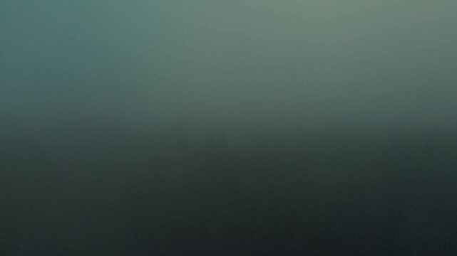 foggy forest