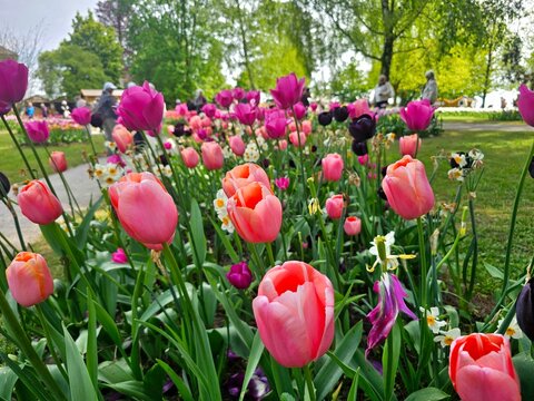 field of tulips at morges park in swiss
