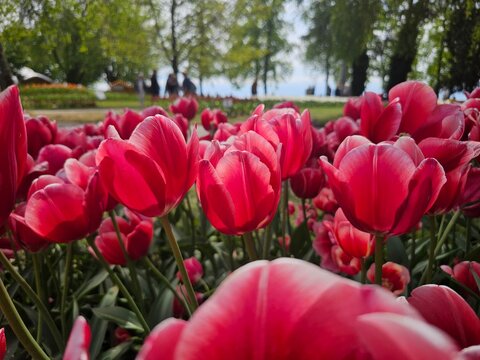 red tulip field at morges park in swiss