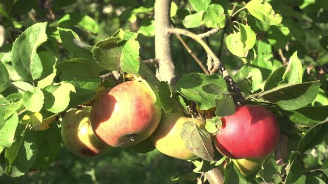 Ripe red and yellow apples hanging on a tree branch in a sunny orchard. Green leaves, fresh fruit, and harvest concept. Nature, agriculture, and healthy food. Ideal for autumn content now