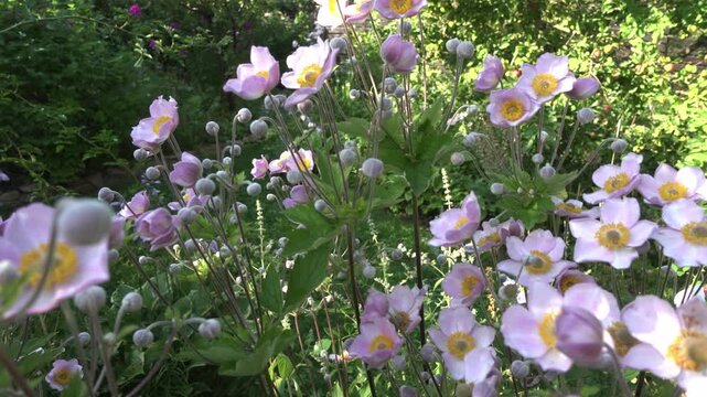 Pink anemone flowers blooming in a sunny garden. Delicate light purple petals with yellow centers and buds. Nature, spring, and summer floral concept. Ideal for botanical content now