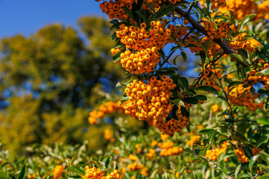 Clusters of bright orange firethorn berries (Pyracantha) on a branch with green leaves against blue sky, autumn fruit, close-up with blurred background