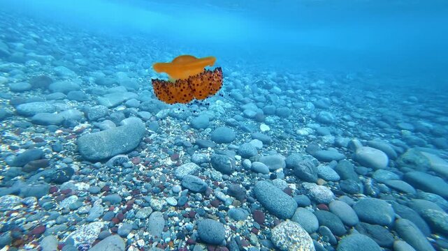 Fried egg jellyfish swimming over rocky seabed in clear blue Mediterranean Sea. Fried egg jellyfish, Cotylorhiza tuberculata