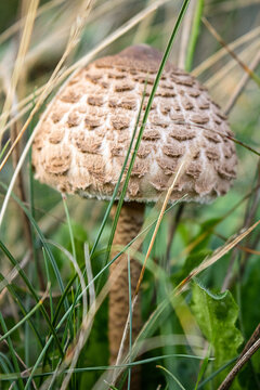 Parasol mushroom Macrolepiota procera close up in green grass.