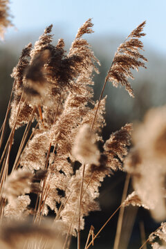 Goldene Flora