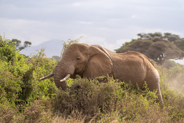 African Elephant Feeding Among Green Bushes in Savanna © Noa Amel