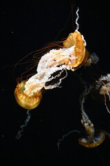 yellow jellyfish in water © Sunny