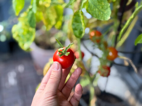 Harvest from a balcony garden ripe cherry tomatoes in female gardeners hand close up	