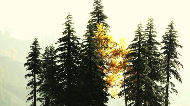 Tall pine trees rise majestically, their silhouettes contrasting with a soft golden light. A single vibrant tree stands out, hinting at the arrival of autumn.