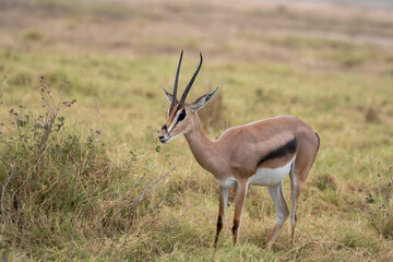 Gazelle Standing in Dry Grass on African Savanna © Noa Amel
