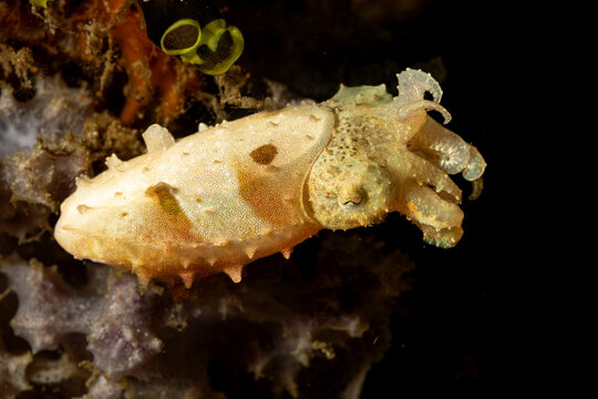Indonesia, North Sulawesi, Bangka, Dwarf Cuttlefish (Sepia bandensis), Stumpy Cuttlefish