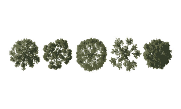Top View Green Tree Canopy Collection.