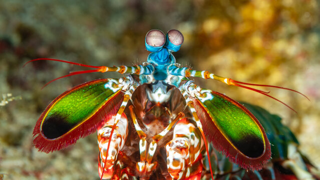 Indonesia, North Sulawesi, Bangka, Peacock Mantis Shrimp (Odontodactylus scyllarus)