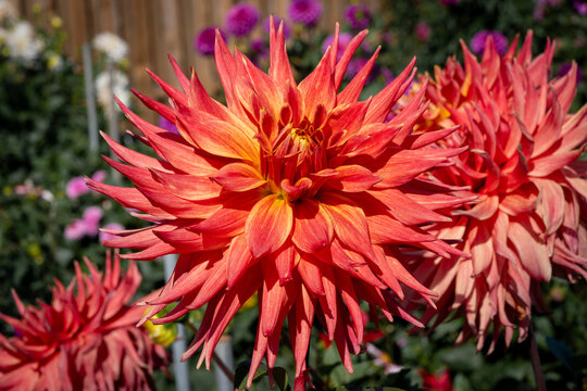 Vibrant red and orange dahlia flowers in garden