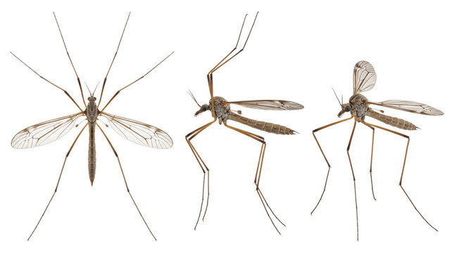 Crane Fly Tipuloidea Long Legged