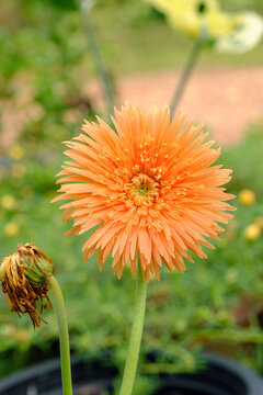 Orange Gerbera flowers on nature background.Flowers that bloom in the sunlight.