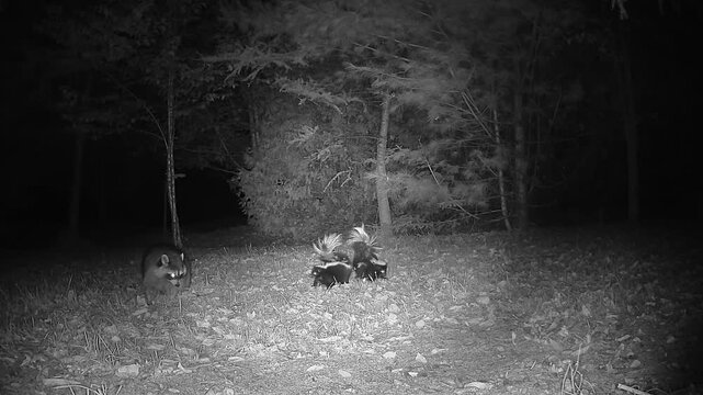Infrared trail camera footage captures two raccoons and two striped skunks competing for food at night, with tension and attempts at intimidation during the wildlife encounter.
