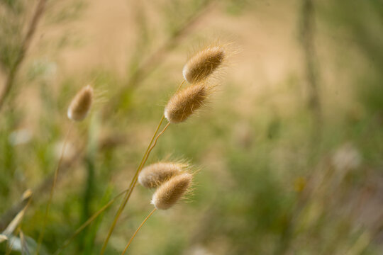 Fluffy bunny tail grass in macro close-up with soft green background.