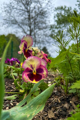Purple and yellow pansy flowers blooming in a garden with dark soil background under an overcast spring sky © ir1ska