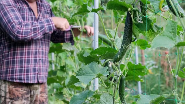 Farmer in plaid shirt harvesting fresh green cucumbers using garden shears in organic garden with trellis