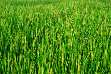 Obraz premium A close-up view of a green rice field in Thailand, Asia, with young rice stalks bearing heads of grain, awaiting harvest.Different camera angles