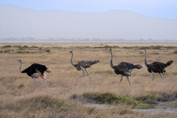 Ostriches Walking in a Line Across Savanna Grassland © Noa Amel