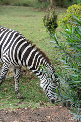Zebra Eating Leaves From Green Shrub in Grassy Field © Noa Amel