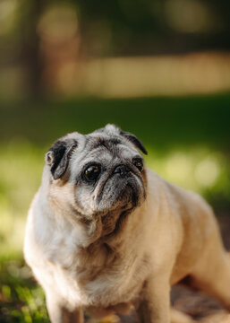 pug dog portrait