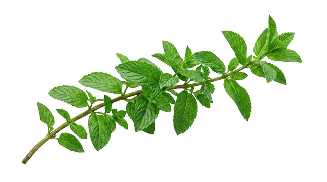 Fresh green mint leaf sprig isolated on a white background for culinary and herbal use transparent background