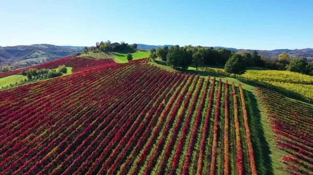 Wide aerial landscape of Castelvetro autumn vineyards