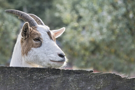 Junge Ziege blickt stolz &uuml;ber einen Holzzaun auf dem Bauernhof