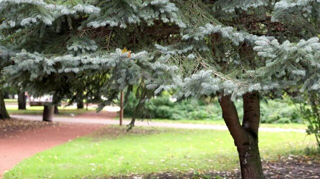 Blue spruce branches moving in gentle breeze in green public park in daylight