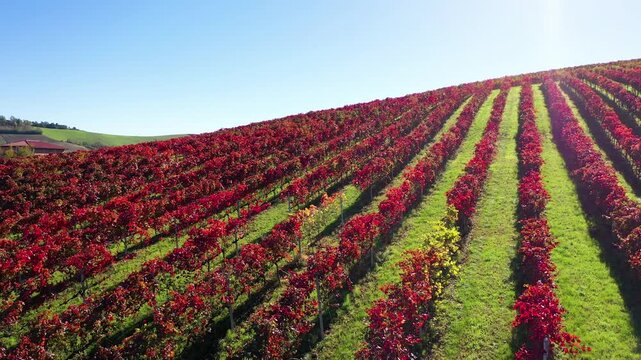 Forward flight above red vineyard rows in Castelvetro
